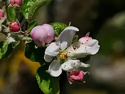 Blüte