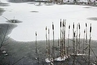 Flachwasserzone mit Schilf