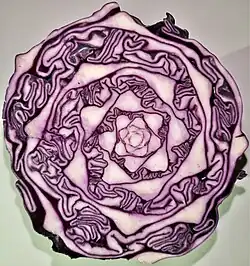 Horizontalschnitt durch die Wachstumsachse. Die Blattachsen des Rotkohls ordnen sich spiralförmig an. Die Räume zwischen den Blattachsen füllen mäandrierende Faltungen der Blätter aus.