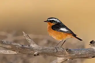 Diademrotschwanz (Phoenicurus moussieri)