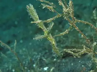 Rauschnauzen-Geisterpfeifenfisch