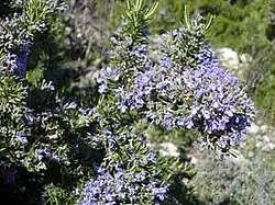 Rosmarin (ähnlich ist Afrikanischer Rosmarin)