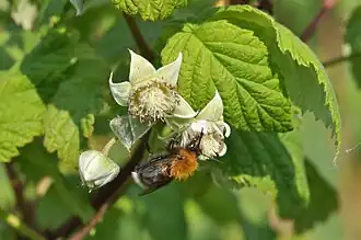 Herbstsorten Himbeere