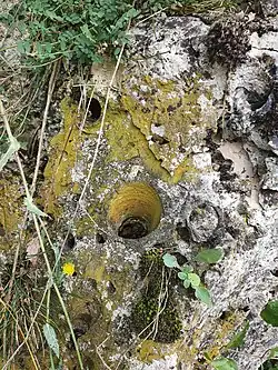 Ein weiteres Rudistentaxon