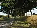 Allee beim Ruester Krug (2013)