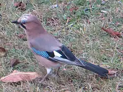 Eichelhäher mit einfarbig schwarzen Schwanzfedern