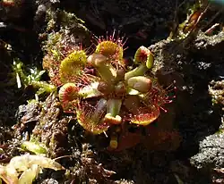 Rundblättriger Sonnentau (Drosera rotundifolia)