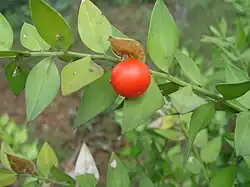 Stechender Mäusedorn (Ruscus aculeatus), Frucht