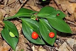 Hadernblatt (Ruscus hypoglossum)