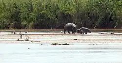 Naturreservat Ruzizi