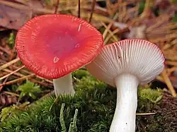 Kirschroter Spei-Täubling (Russula emetica)