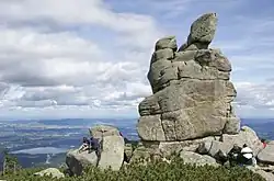 Słonecznik im Sommer