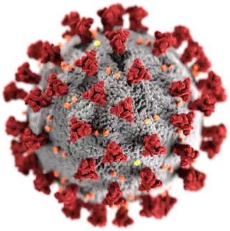 3D-Grafik des SARS-CoV-2-Virions (eingefärbtes Modell)