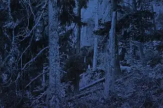 Suchraum Wildnis – Schwarzwald BE, 2006