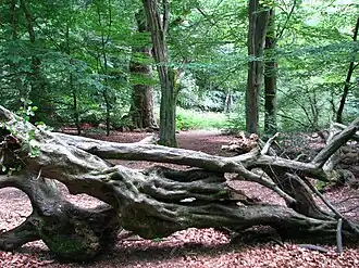 Lichtes Waldbild und umgestürzte Hainbuche