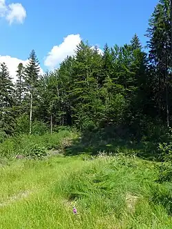 Burghügel. Zugang von Westen (Forststraße)