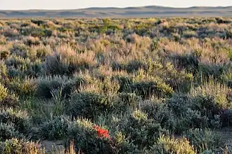 Sagebush-Steppe im Seedskadee National Wildlife Refuge