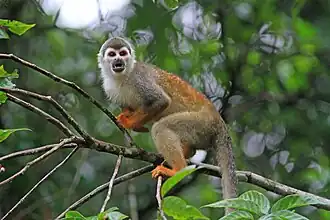 Humboldt-Totenkopfaffe