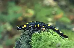Feuersalamander (Salamandra salamandra )