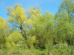 Bäume mit männlichen (links) und weiblichen (rechts) Kätzchen