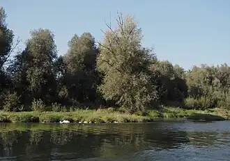 Silberweiden an der Aare