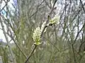Weibliche blühende Weidenkätzchen