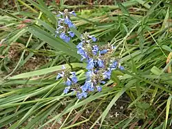 Sumpf-Salbei (Pfeffer-Salbei) (Blüten und Blätter)