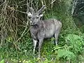 Sambar (Rusa unicolor)