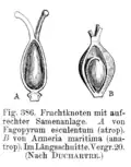 Aufrechte Samenanlagen