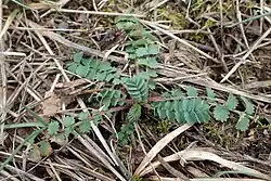 Kleiner Wiesenknopf (auch als Gemüse oder Gewürz) (seltener Großer Wiesenknopf)