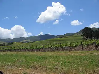 Weinberg im Santa Ynez Valley