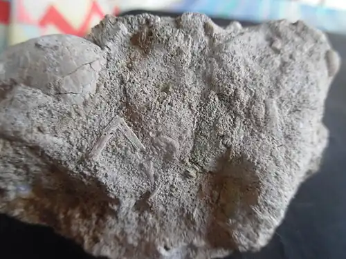 Bryozoenreiches Santonium von Les Âges