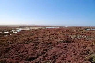 Bewuchs von Sarcocornia pillansii im Mündungsdelta bei Alexander Bay (Blick nach Namibia)