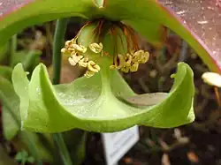 Sarracenia purpurea mit blattförmigem Griffel, unter dessen Spitzen die hakenförmigen Narben sitzen