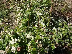 1999 Echter Buchweizen