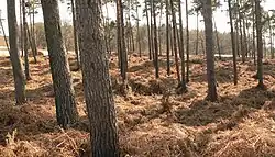 Farnbestandener Innenraum der Sassenburg