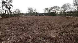 Erhöhtes Gelände mit Farn bestanden, vermuteter Standort einer Vorburg