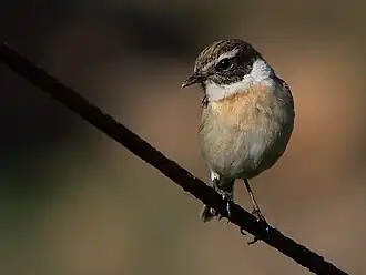 Kanarenschmätzer (Saxicola dacotiae)
