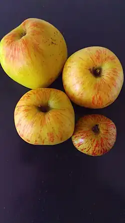 Alte Apfelsorte Schöner von Wiedenbrück