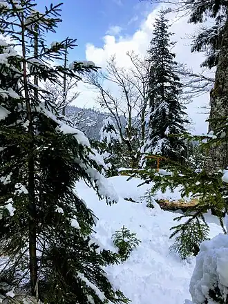 Schürpfeneckberg Gipfelbereich