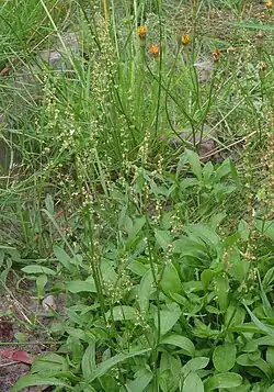 Kleiner Sauerampfer (Rumex acetosella)