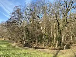 Scherfbach am Höffer Weg