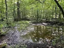 Auwald bei Amtmannscherf