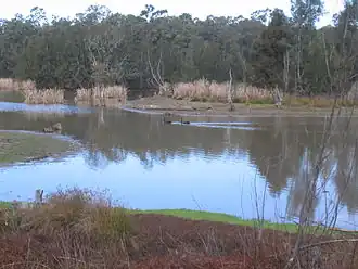 Longneck Lagoon von der Cattai Road aus