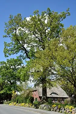 Eine von sieben Eichen an der Glückstädter Straße als Naturdenkmal