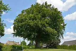 Ein Naturdenkmal in Siezbüttel