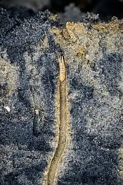 Der Schlickkrebs sitzt in einer Röhre, die im Profil sichtbar ist. Die Röhre ist hell im Vergleich zum umliegenden Sand und um ein Vielfaches länger als der Schlickkrebs