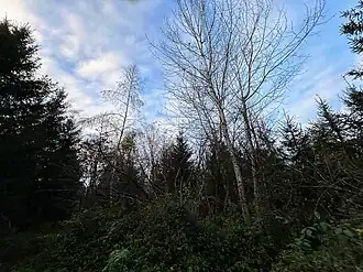 am Burgstall am Schloßberg