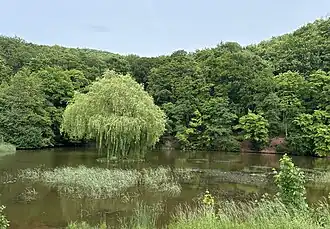 Blick über den Teich mit Insel, 2025