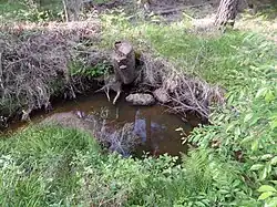 Der Schneidersbach im Staatsforst Brunn